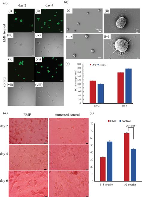 Pc 12 Cell Viability Following Exposure To Hf Emfs Exposures Of 18 Ghz Download Scientific