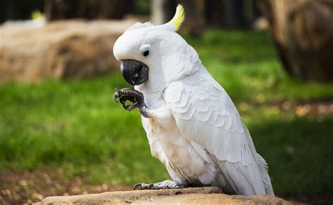 Umbrella Cockatoo (White Cockatoo) Facts, Pet Care, Pictures | Singing ...