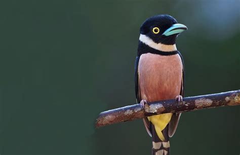 The Black and Yellow Broadbill | Critter Science