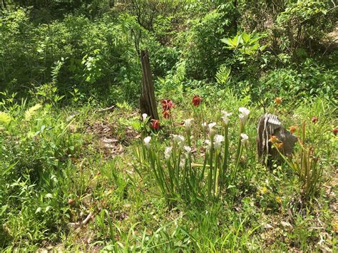 Kaul Wildflower Garden Tour Chilton County Master Gardeners Alabama