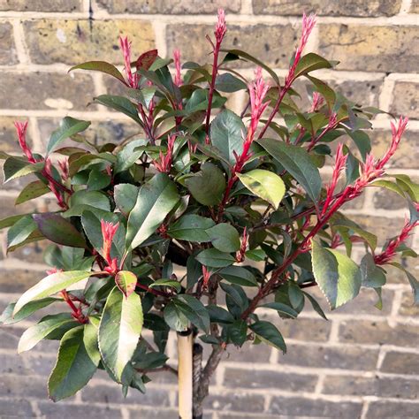 Photinia X Fraseri Carre Rouge Standard Pot Size 9L The Boma