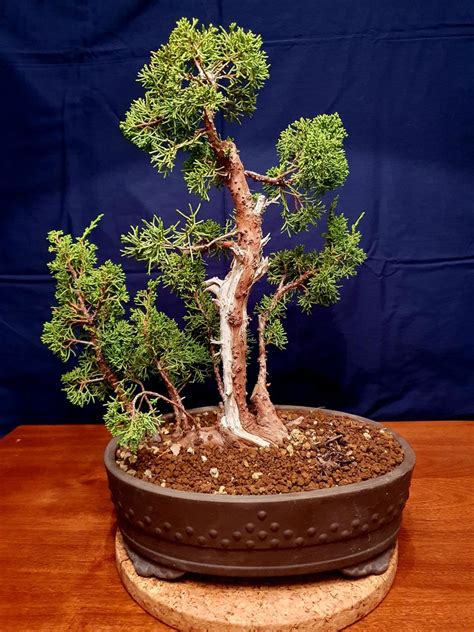 Bonsai Ginepro Itoigawa Juniperos Altezza Albero 39 Cm