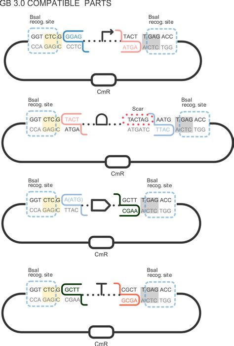 Part Bba K Parts Igem Org