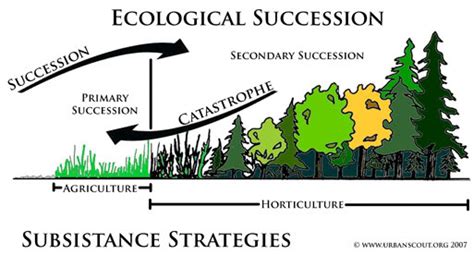 Succession Ecology Project