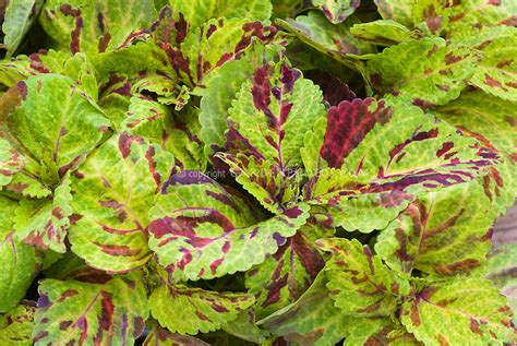 Coleus Wizard Mosaic Plant And Flower Stock Photography