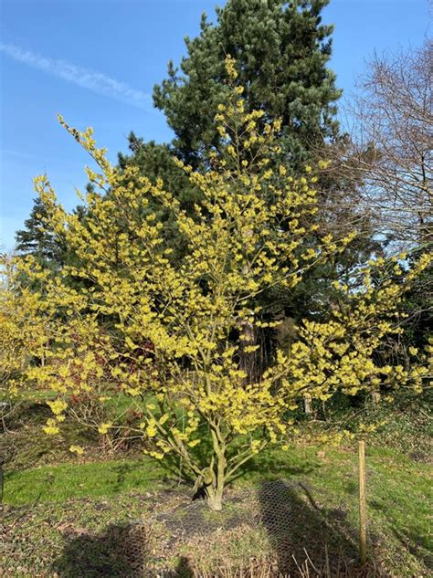 Hamamelis Intermedia Pallida Cm Breit X Cm Hoch