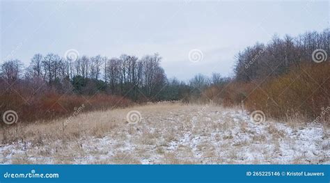 Snow Covered Clearing Forest In The Estonian Countryside Stock Photo