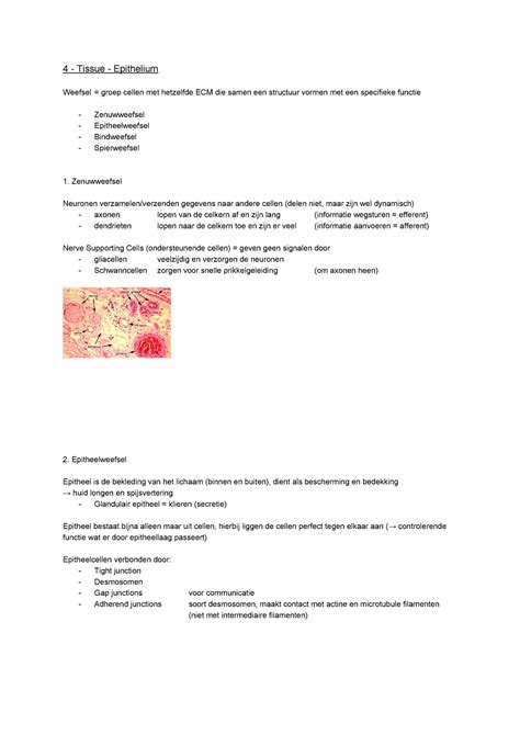 4 Tissue Epithelium Samenvatting Cel En Weefsel 4 Tissue