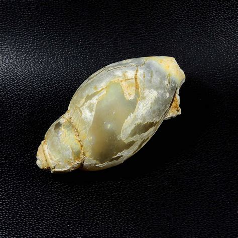 Natural Snail Fossil Druzy Gemstone 93 Cts Seashell Cabochon For