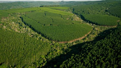 Deserto Verde Florestas Plantadas No Brasil Viraram Refer Ncia Global