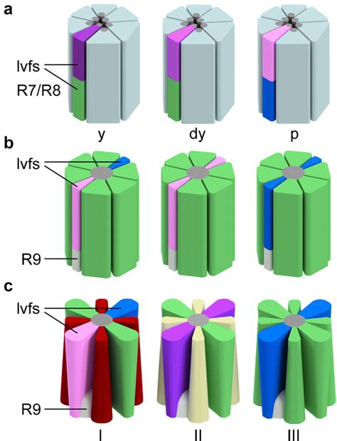 Schematic representation of photoreceptor composition in the ...