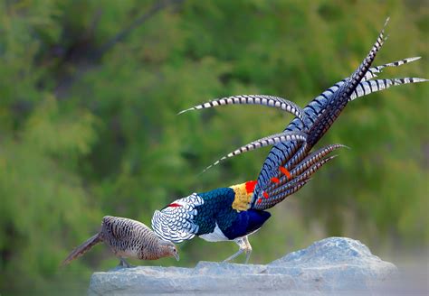 Here Are Five Most Beautiful Birds With Strikingly Fancy Tail Feathers