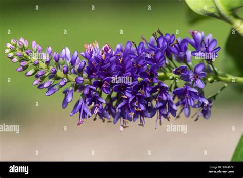 Close Up Of A Purple Hebe Flower In Bloom Stock Photo Alamy