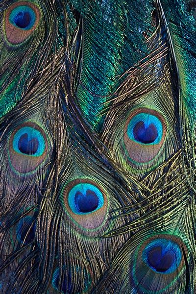 Pattern in Photography: Definition and Examples