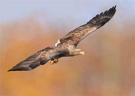 "Golden Eagle" (Forum für Naturfotografen)