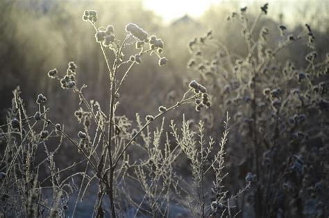 Neve branca em galhos de árvores nuas em um dia de inverno gelado