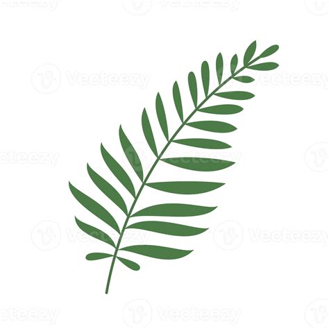 Fern Leaf Isolated 17744752 Png