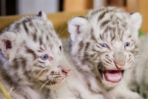 Two White Bengal Tiger Cubs Pictured Editorial Stock Photo - Stock ...