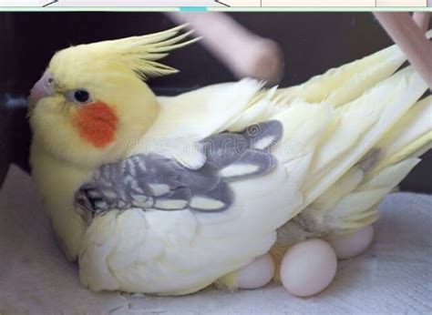 When Does Cockatiel Lay Eggs Birds Living