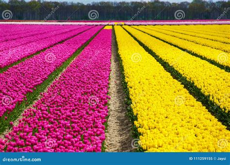 Spring Tulip Fields in Holland, Colorful Flowers of Springtime ...