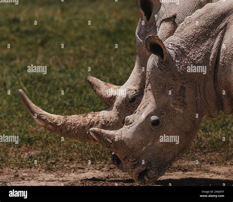 Southern white rhino in natural habitat, Ol Pejeta Conservancy Stock ...