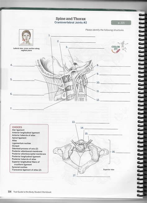 Craniovertebral Joints Diagram Quizlet