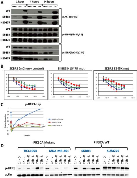 A Western Blots Of Skbr Cells Transduced With Retroviruses Encoding