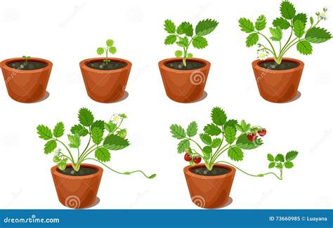 Growth Stages Of Strawberry Plant Cartoon Vector Cartoondealer