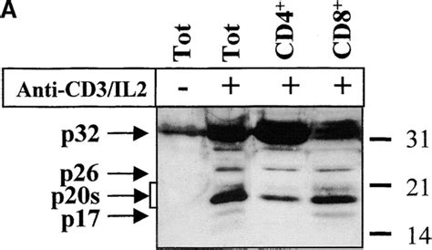 Caspase-3 activation occurs in various lymphocyte subsets. (A and B ...