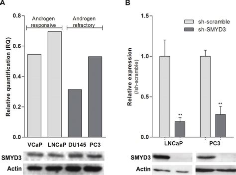 Smyd3 Expression Levels In Pca Cell Lines A Expression Levels Of