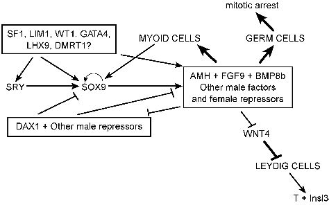 Model Of The Genetic Interactions During Sex Determination In The
