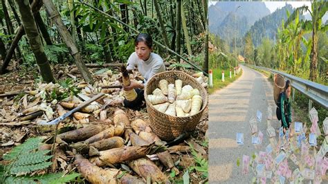 Days Of Harvesting Bamboo Shoots Papaya Sweet Potatoes And Snails