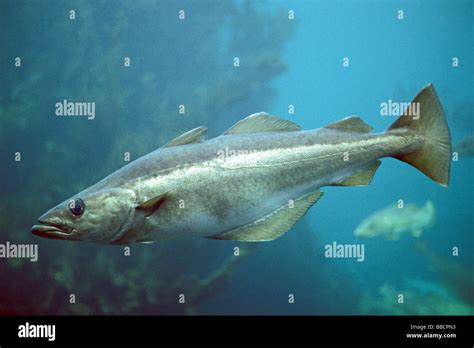 Pollock Pollack Pollachius Pollachius Under Water Stock Photo Alamy