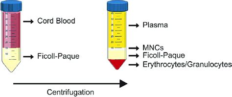 A Brief Introduction To Peripheral Blood Mononuclear Cells Off