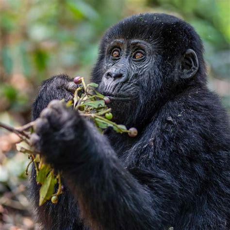 Safari De D As Con Gorilas Y Monos Dorados De Ruanda A Uganda