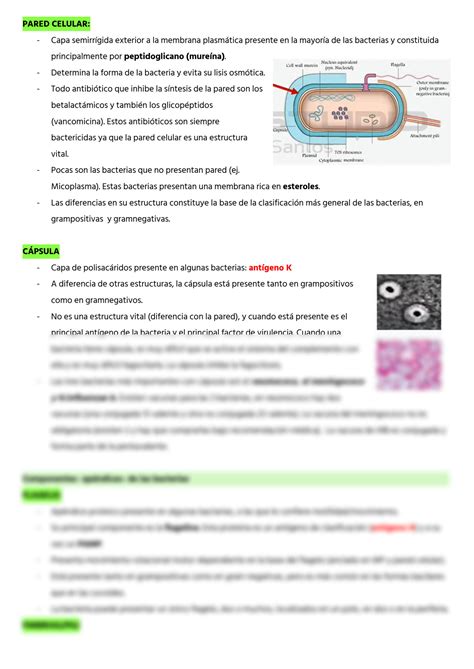 Solution Bacterias Studypool