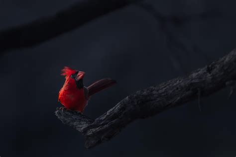 Northern Cardinal In Maui Hawaii Rbirding