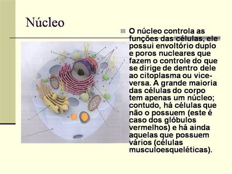 Encantos Da Ci Ncias Power Point C Lulas