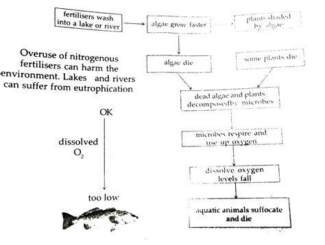 Eutrophication Process Flow Chart