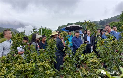 【区县动态】喜讯：云南省林草科学院科技助力华坪花椒生态产业提质增效 华坪县林业和草原局 关注森林网