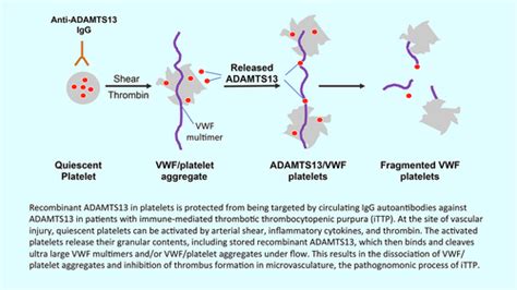 Von Willebrand Factor Adamts13