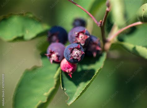 Amelanchier on the branches of a tree. Stock Photo | Adobe Stock