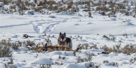 Lamar Valley wildlife location in USA, North America | Wildlife Worldwide