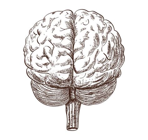 Schematic Representation Of The Human Brain On The White Background