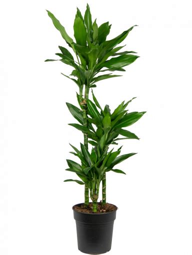 Dracaena Drachenbaum Pflegetipps Und Informationen Zimmerpflanzen