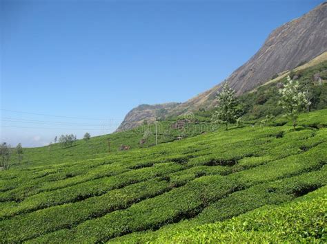 Tea Plantation Near Rajamalai Eravikulam National Park Stock Image Image Of Hill Vegetation