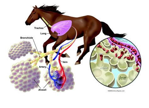 Size Matters - Horse Lungs - Galloping Chat - Bit Of A Yarn