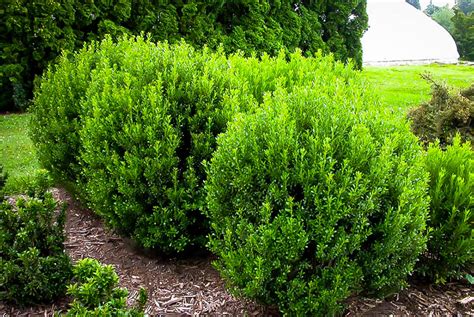 Compact Inkberry Holly For Sale Online The Tree Center™ Easy Garden