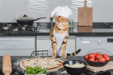 A Cat Dressed As A Chef Prepares Pizza In The Kitchen Stock Photo