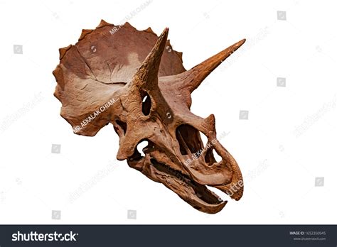 Fossil Skull Dinosaur Three Horns Triceratops Stock Photo Edit Now